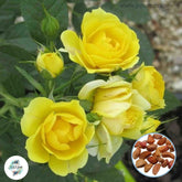 50 Heirloom Yellow Mini Miniature Rose Rosa bush Fragrant flower Bonsai Garden Seeds
